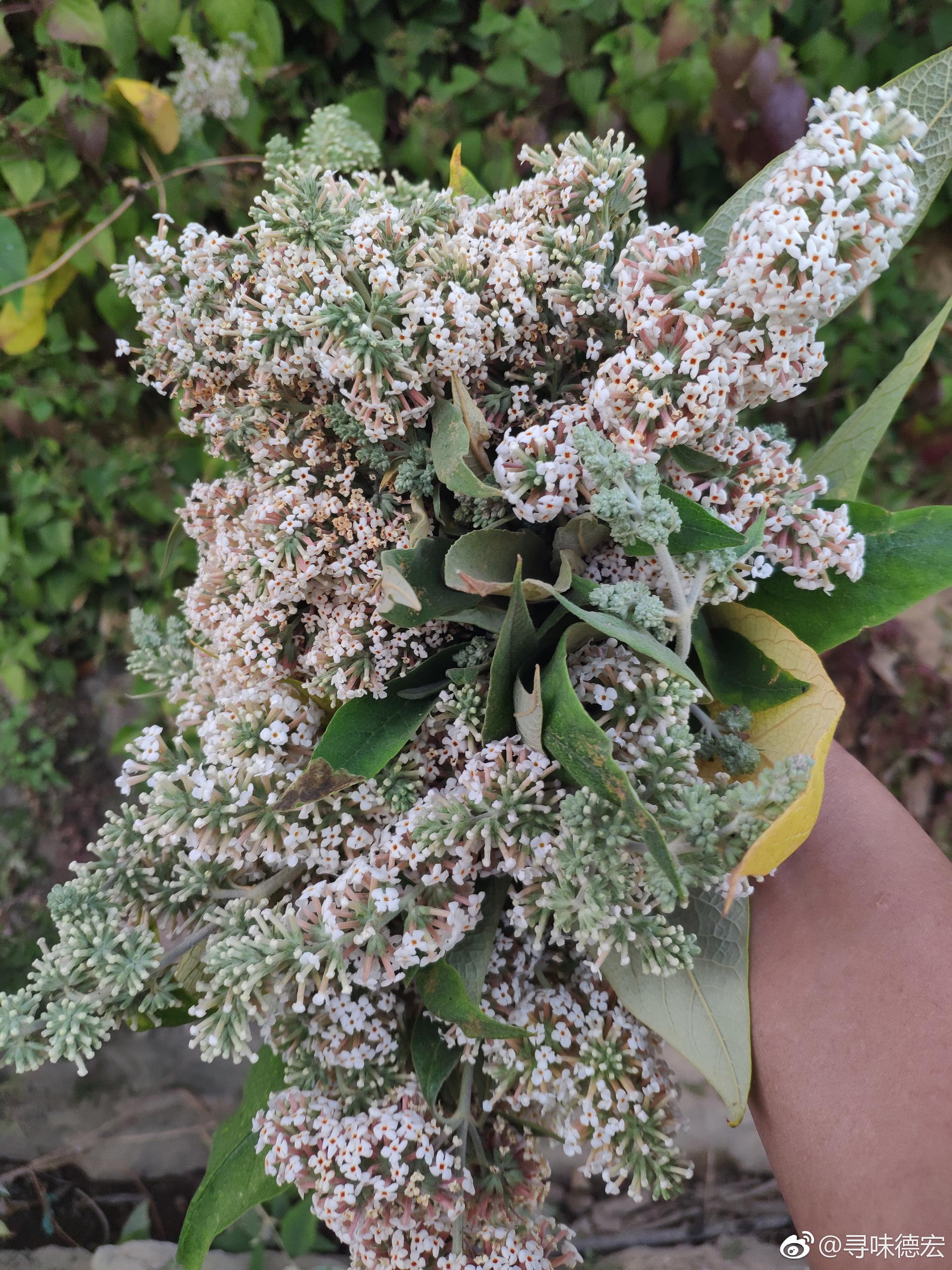 染饭花,在德宏经常用来给米饭染色,学名密蒙花,能预防新生儿黄疸